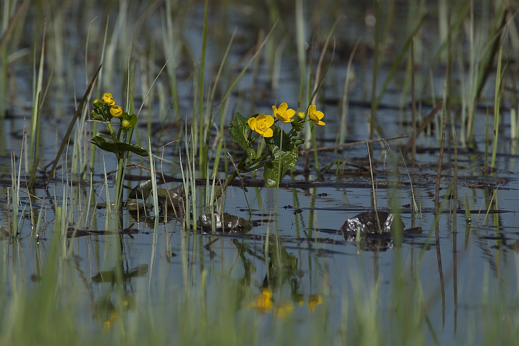 Knieć błotna, kaczeniec (Caltha palustris L.)