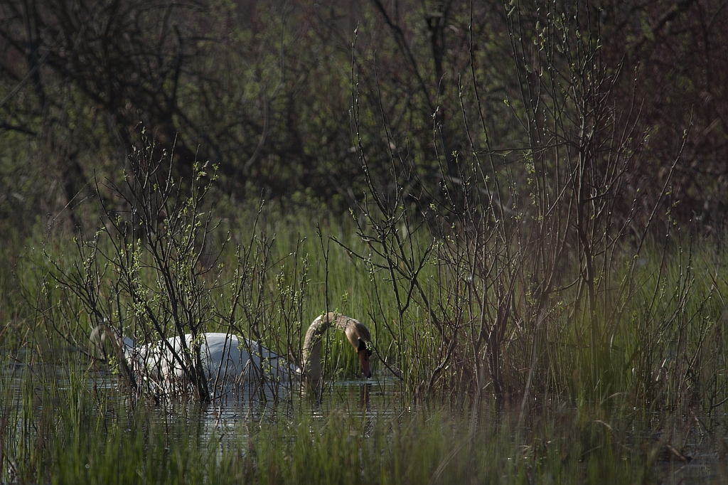 Łabędź niemy (Cygnus olor)