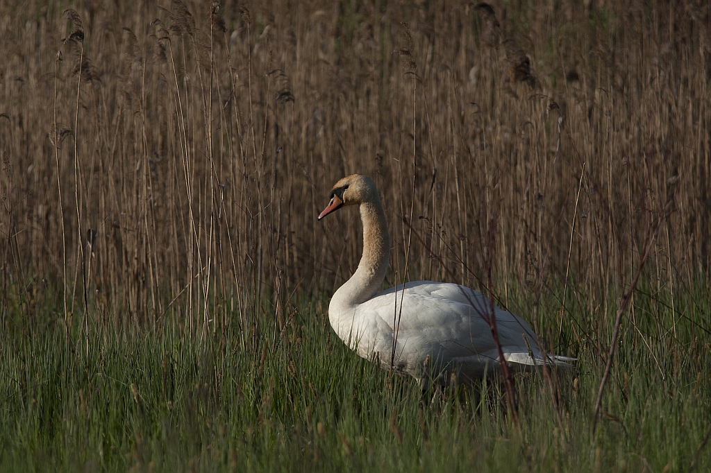 Łabędź niemy (Cygnus olor)