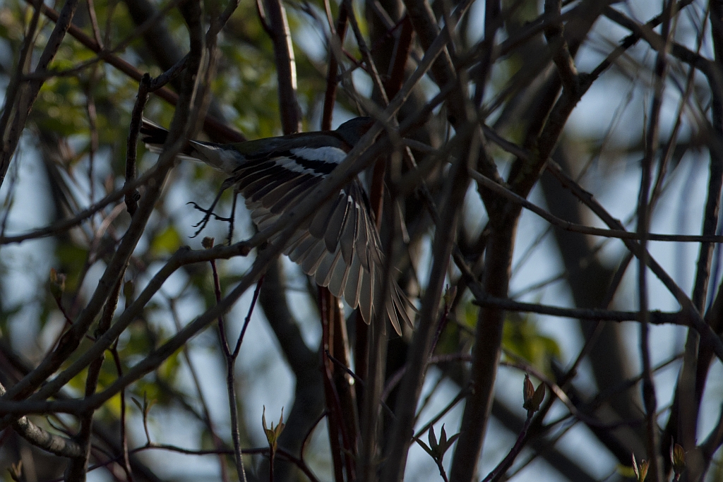 Zięba zwyczajna (Fringilla coelebs)
