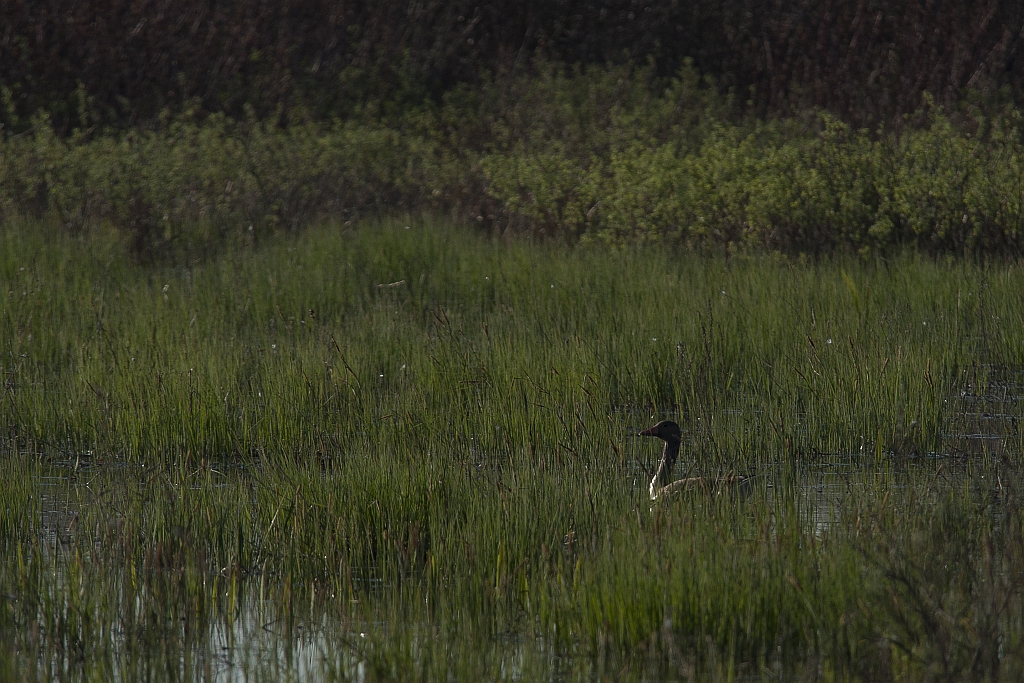 Gęś gęgawa (gęgawa) (Anser anser)