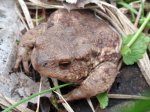 Ropucha szara (Bufo bufo)