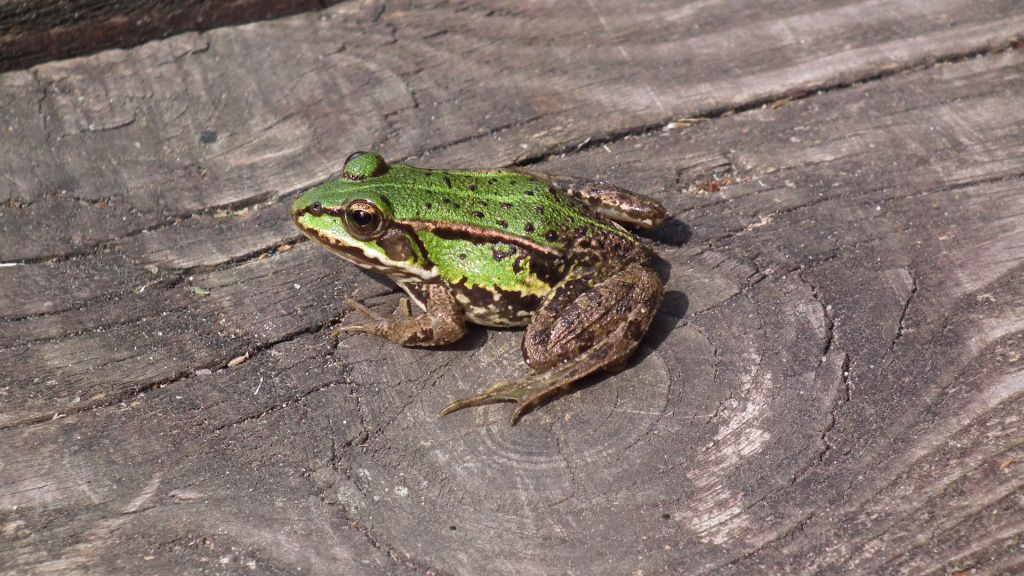 Żaba wodna (Rana esculenta)