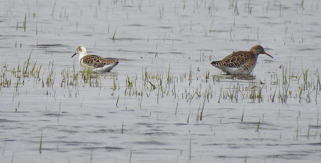 Batalion, bojownik batalion, biegus bojownik, bojownik zmienny (Calidris pugnax)