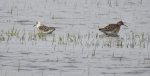 Batalion, bojownik batalion, biegus bojownik, bojownik zmienny (Calidris pugnax)