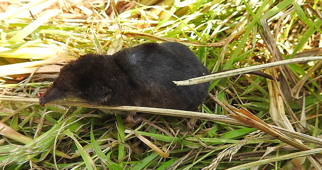 Ryjówka aksamitna (Sorex araneus)