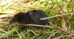 Ryjówka aksamitna (Sorex araneus)