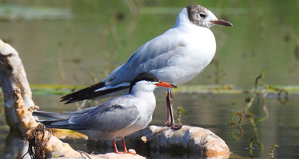 Rybitwa rzeczna, rybitwa zwyczajna (Sterna hirundo) i mewa śmieszka, śmieszka (Chroicocephalus ridibundus)