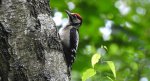 Dzięcioł duży, dzięcioł pstry większy (Dendrocopos major)