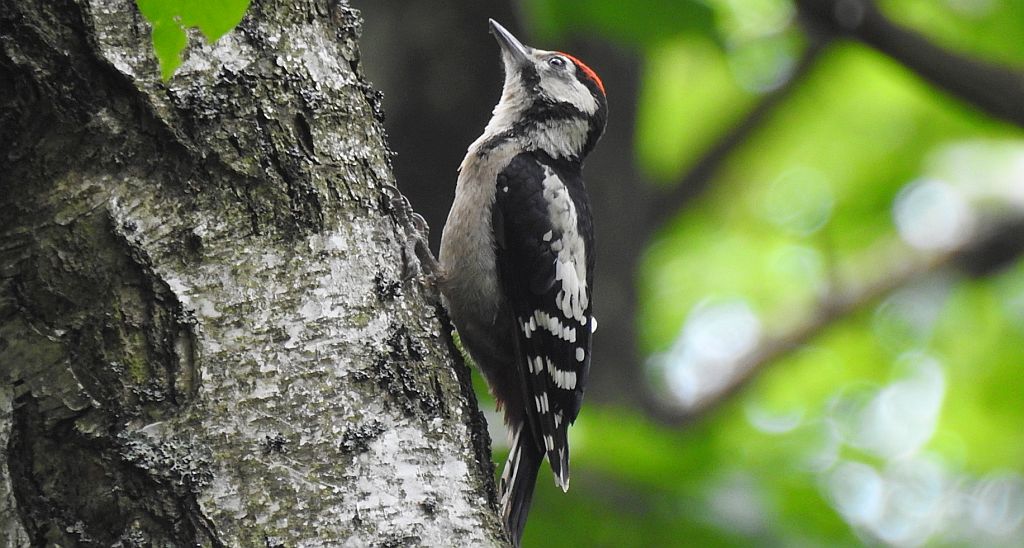 Dzięcioł duży, dzięcioł pstry większy (Dendrocopos major)