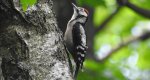 Dzięcioł duży, dzięcioł pstry większy (Dendrocopos major)
