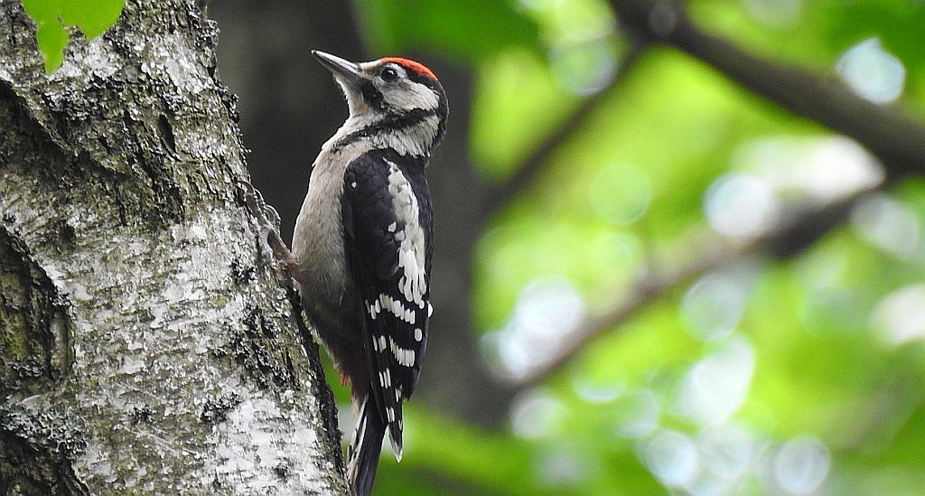 Dzięcioł duży, dzięcioł pstry większy (Dendrocopos major)