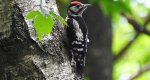 Dzięcioł duży, dzięcioł pstry większy (Dendrocopos major)