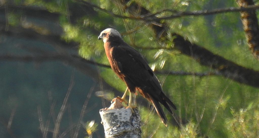 Błotniak stawowy (Circus aeruginosus)