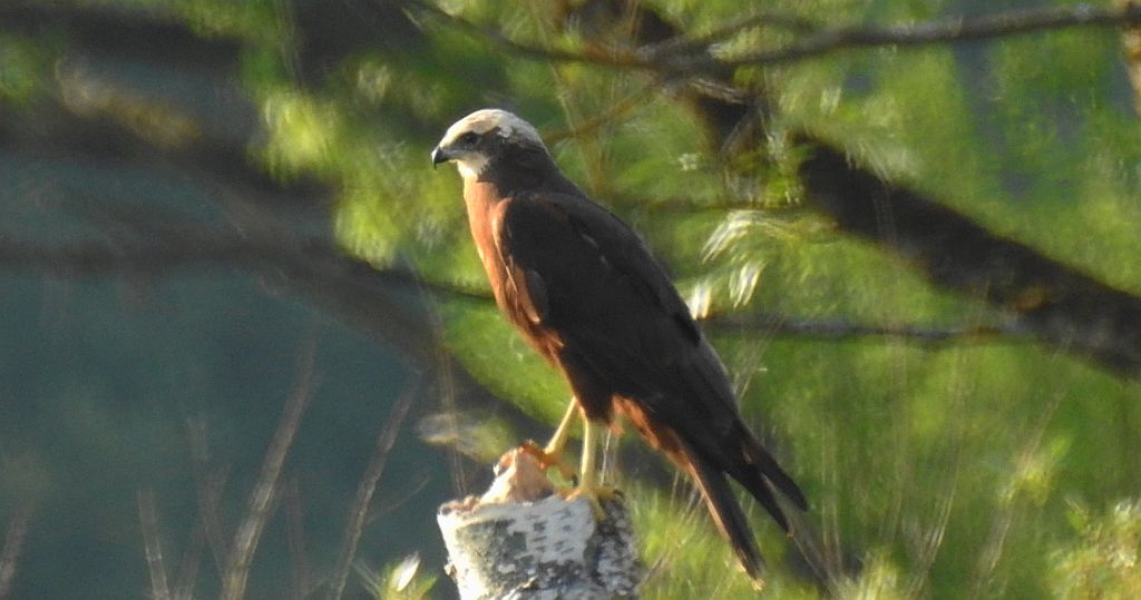 Błotniak stawowy (Circus aeruginosus)