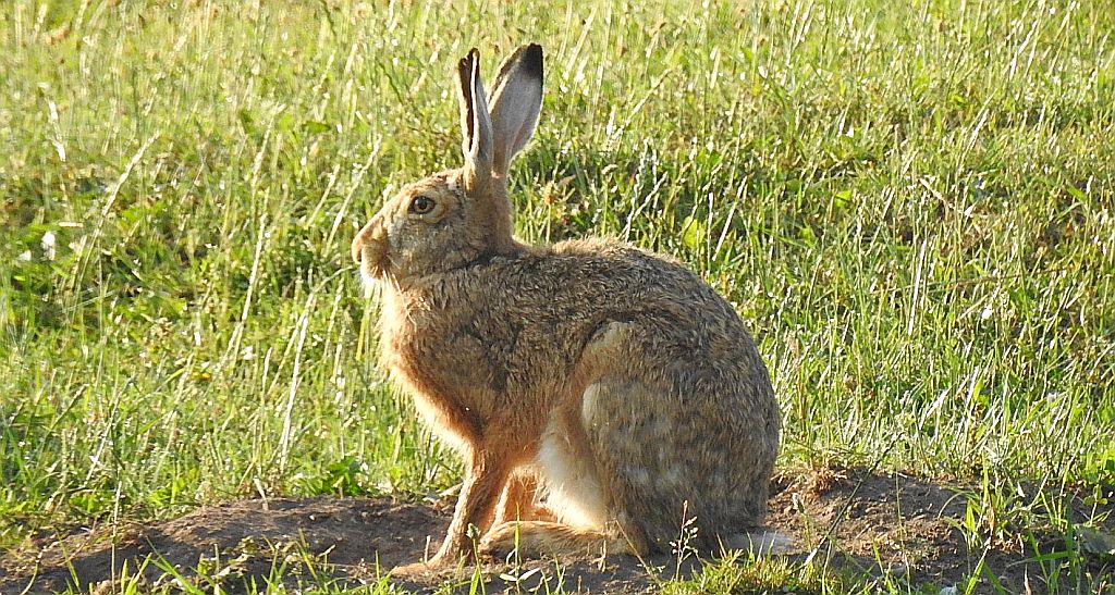 Zając szarak (Lepus europaeus)