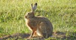 Zając szarak (Lepus europaeus)