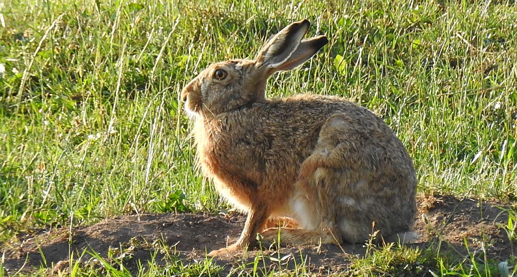 Zając szarak (Lepus europaeus)
