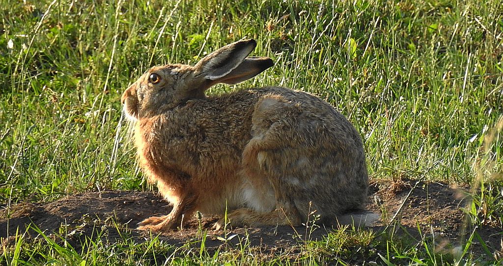 Zając szarak (Lepus europaeus)