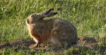 Zając szarak (Lepus europaeus)