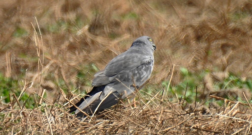 Błotniak łąkowy (Circus pygargus)