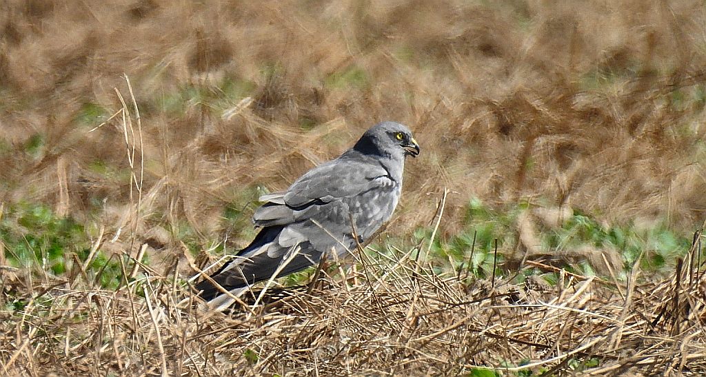 Błotniak łąkowy (Circus pygargus)