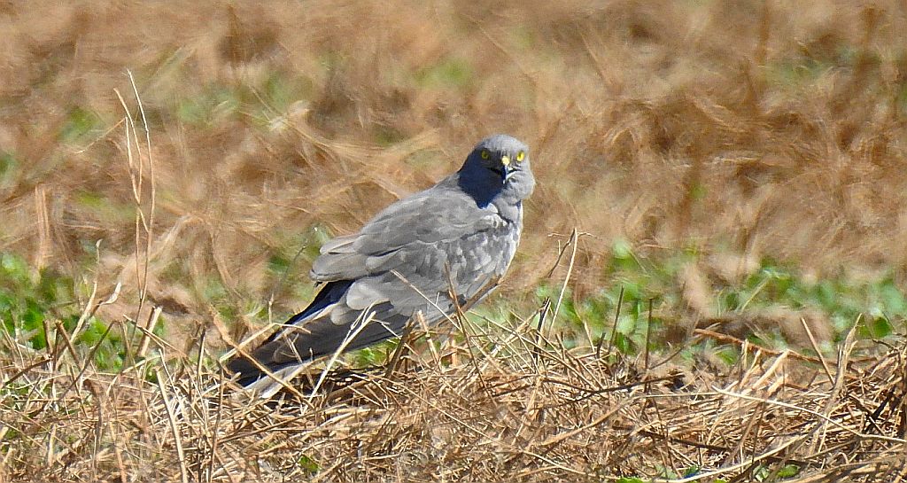 Błotniak łąkowy (Circus pygargus)