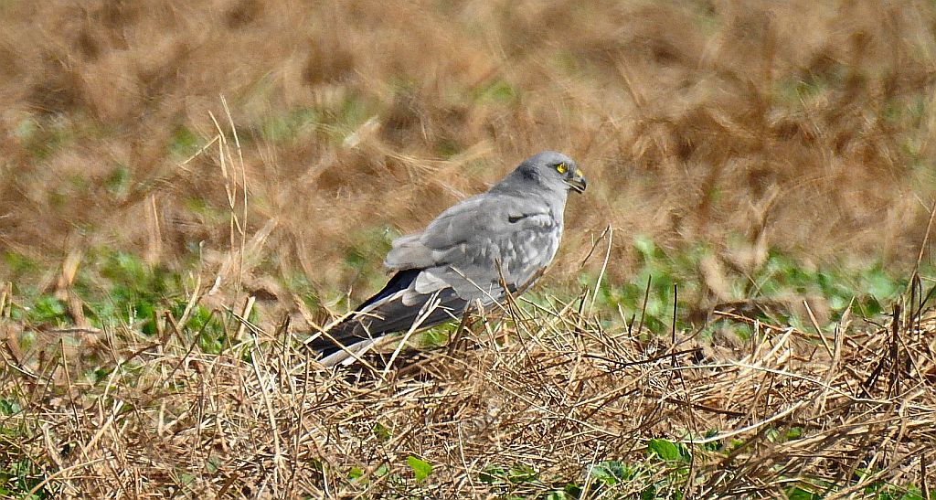Błotniak łąkowy (Circus pygargus)