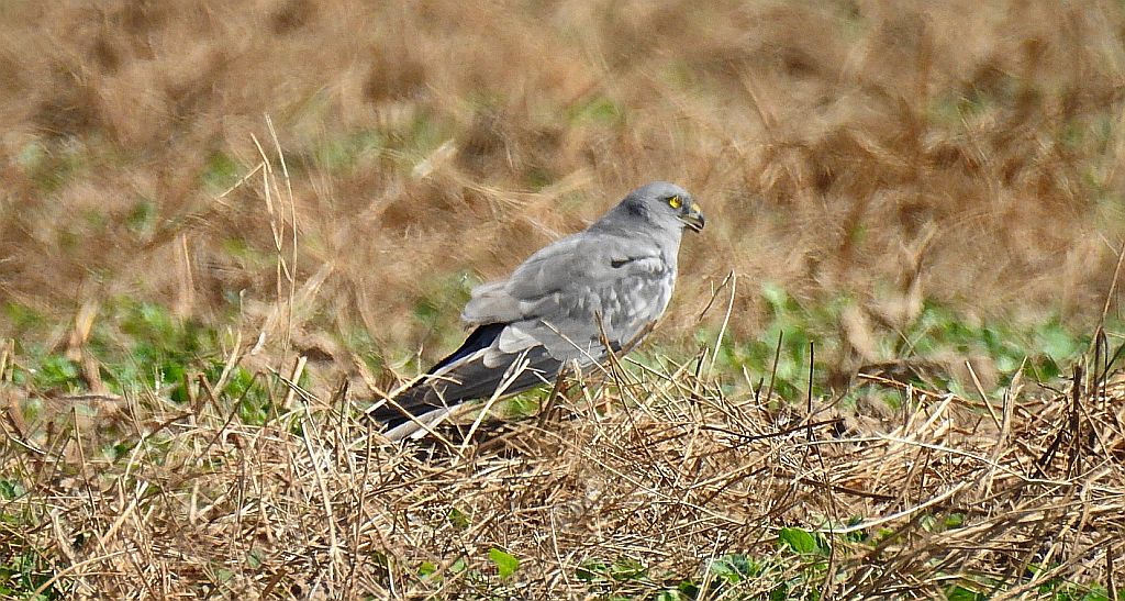 Błotniak łąkowy (Circus pygargus)
