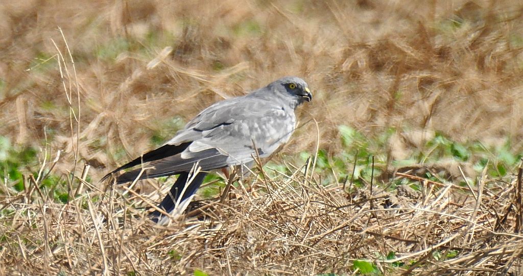 Błotniak łąkowy (Circus pygargus)