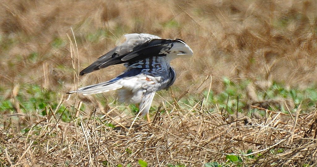 Błotniak łąkowy (Circus pygargus)
