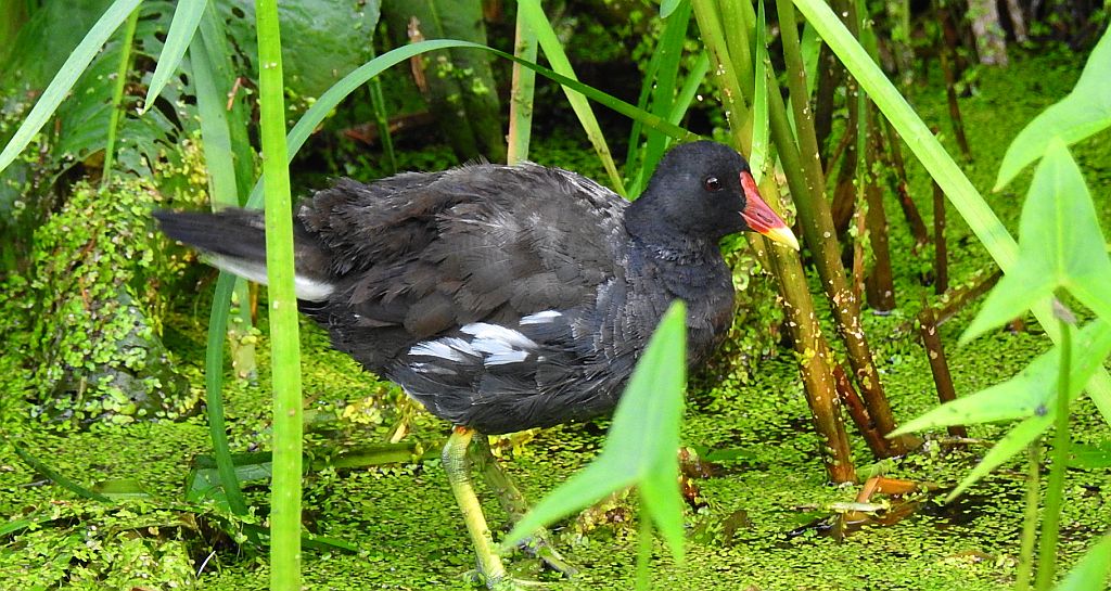 Kokoszka zwyczajna, kokoszka, kokoszka wodna, kurka wodna (Gallinula chloropus)