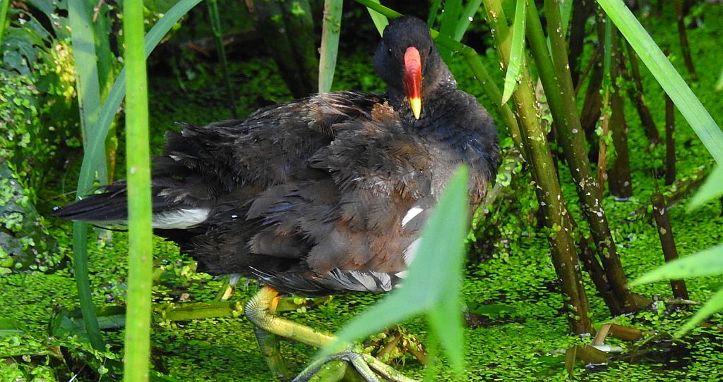 Kokoszka zwyczajna, kokoszka, kokoszka wodna, kurka wodna (Gallinula chloropus)