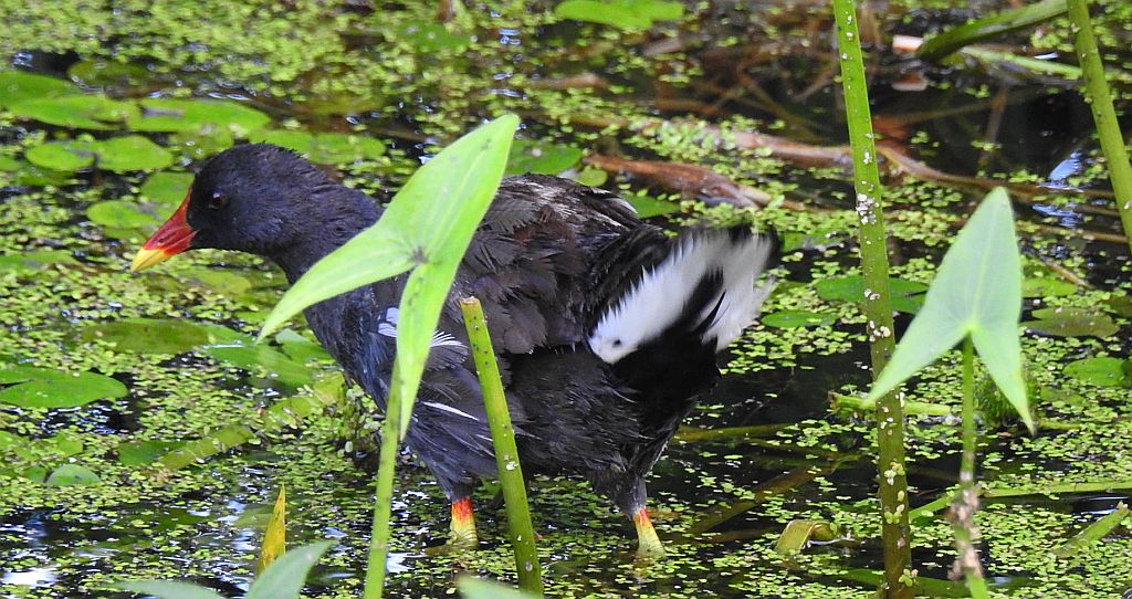 Kokoszka zwyczajna, kokoszka, kokoszka wodna, kurka wodna (Gallinula chloropus)