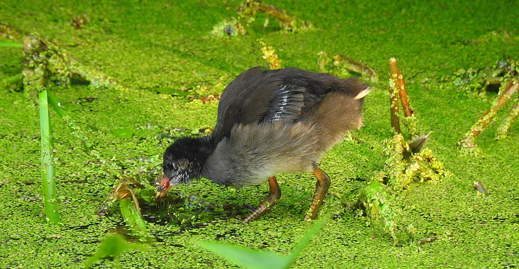 Kokoszka zwyczajna, kokoszka, kokoszka wodna, kurka wodna (Gallinula chloropus)