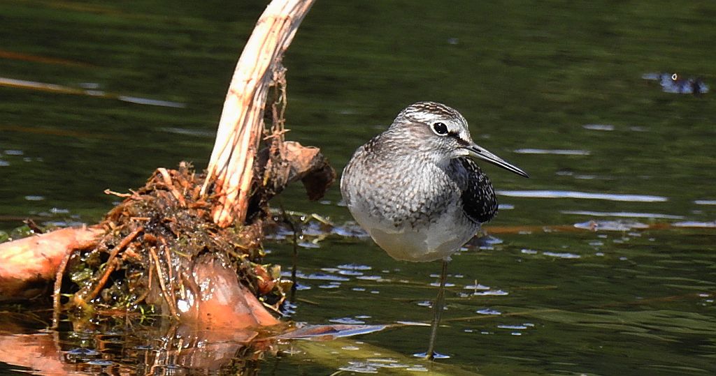 Łęczak, brodziec leśny, trawnik (Tringa glareola)