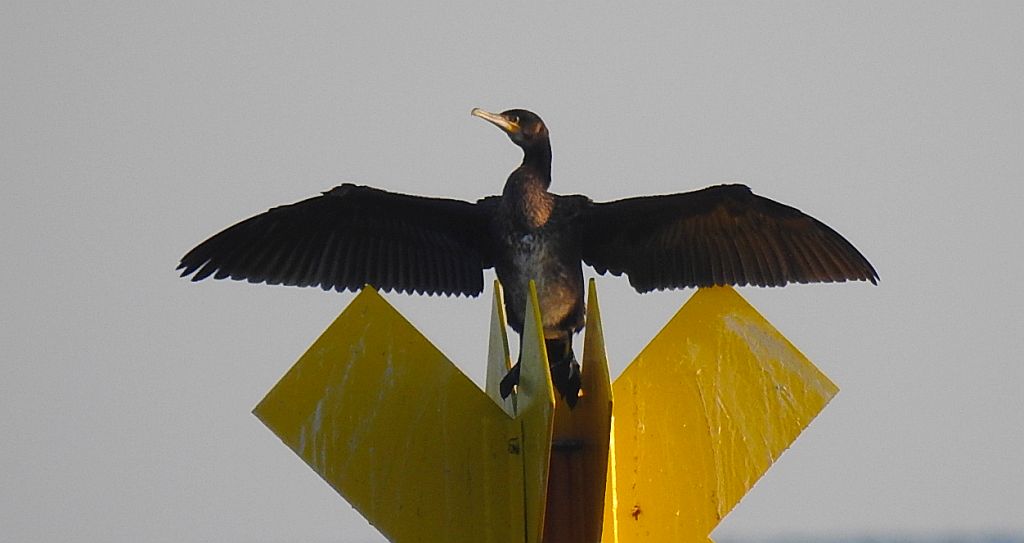 Kormoran zwyczajny, kormoran czarny (Phalacrocorax carbo)