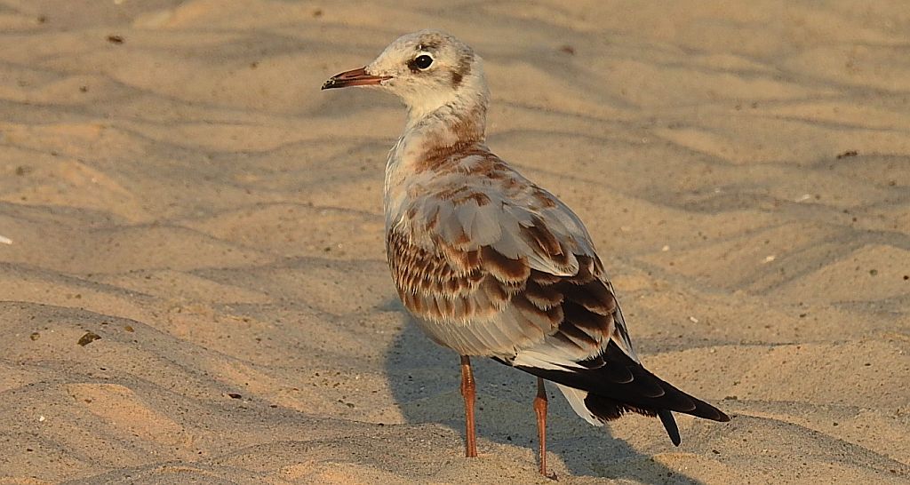 Mewa śmieszka, śmieszka (Chroicocephalus ridibundus)