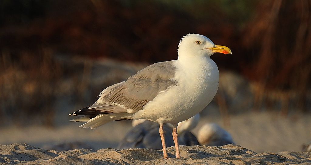 Mewa srebrzysta (Larus argentatus)