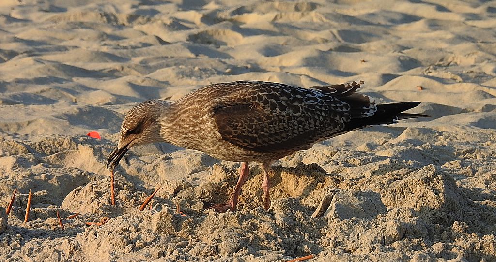 Mewa srebrzysta (Larus argentatus)
