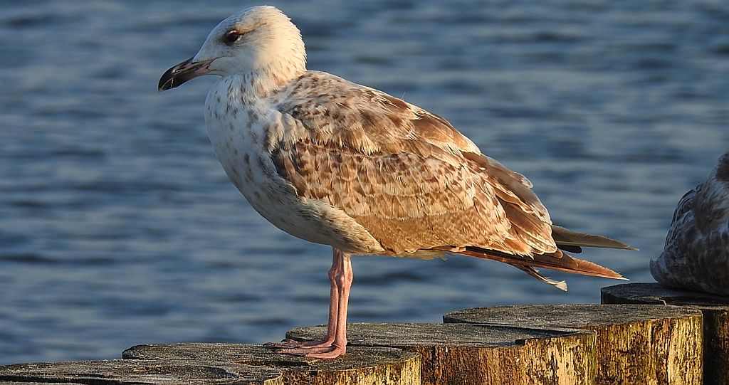 Mewa srebrzysta (Larus argentatus)