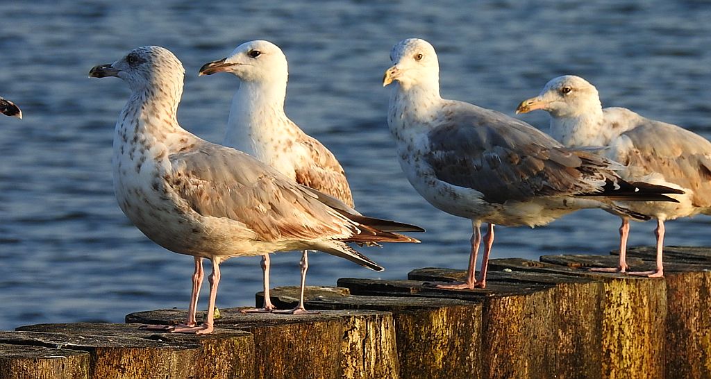 Mewa srebrzysta (Larus argentatus)