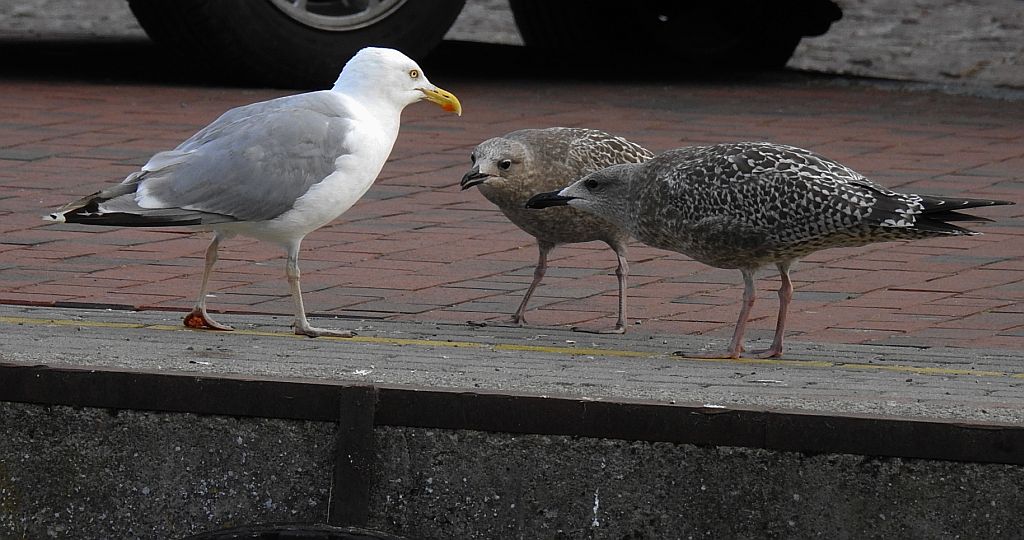 Mewa srebrzysta (Larus argentatus)