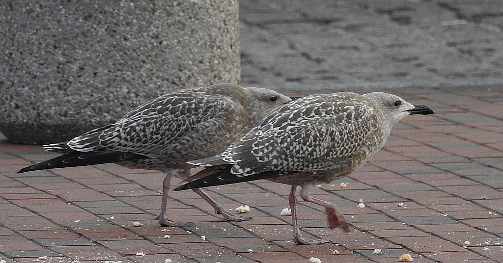 Mewa srebrzysta (Larus argentatus)