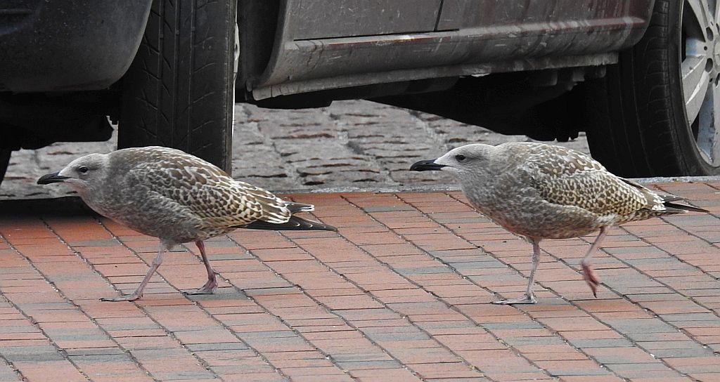 Mewa srebrzysta (Larus argentatus)