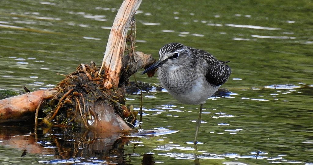 Łęczak, brodziec leśny, trawnik (Tringa glareola)