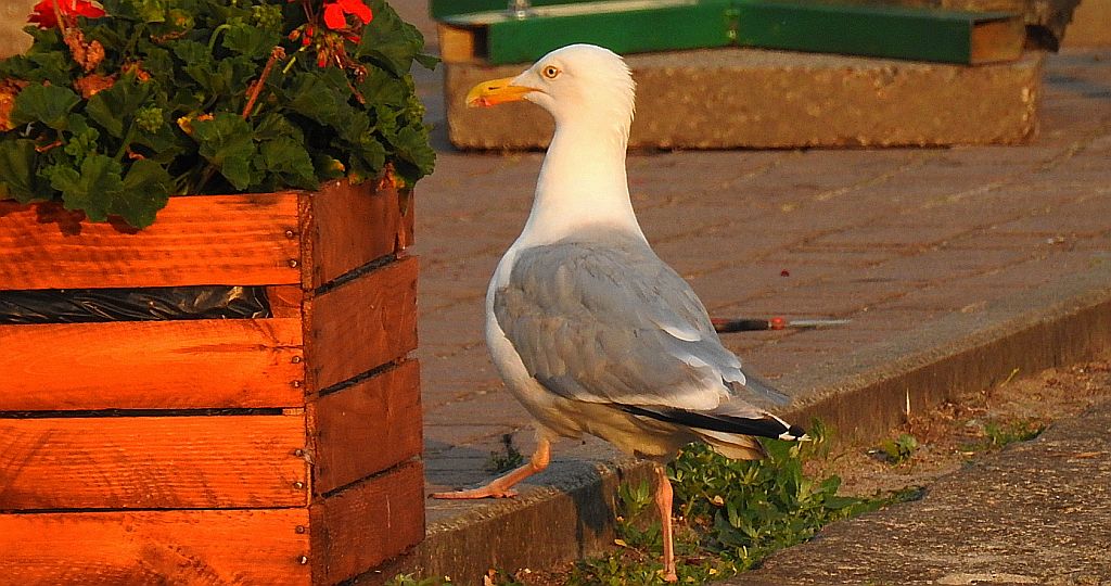 Mewa srebrzysta (Larus argentatus)