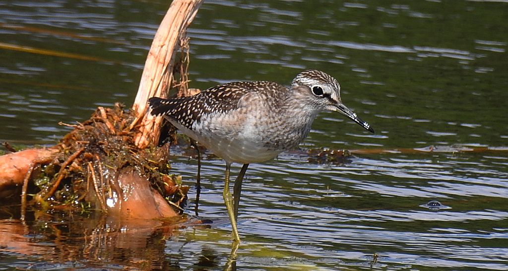 Łęczak, brodziec leśny, trawnik (Tringa glareola)