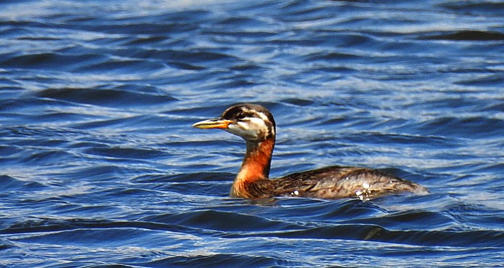 Perkoz rdzawoszyi (Podiceps grisegena)