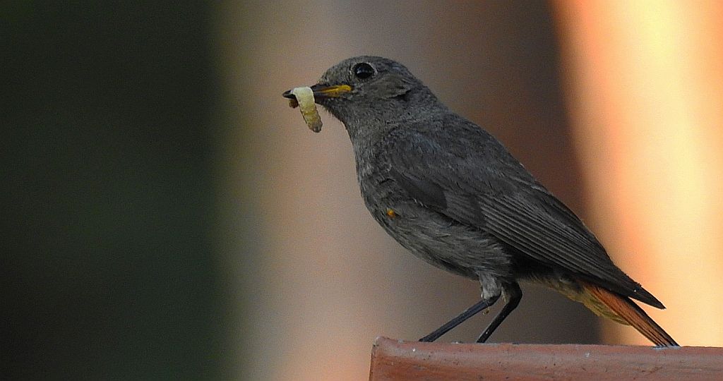 Kopciuszek zwyczajny, kopciuszek (Phoenicurus ochruros)